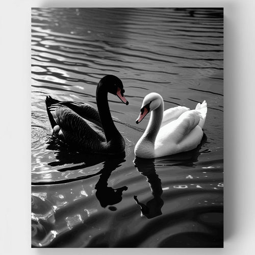 Black Swan and White Swan on Water - Paint by Numbers Kit