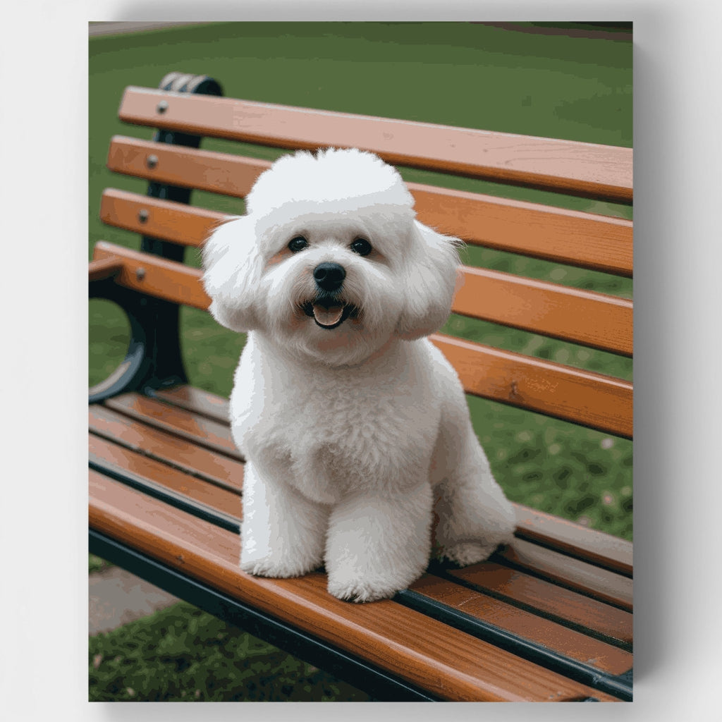 Bichón frisé esponjoso en banco de parque - Kit de pintura por números — Estándar