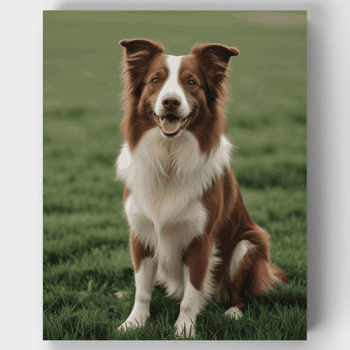Brown and White Border Collie - Paint by Numbers Kit