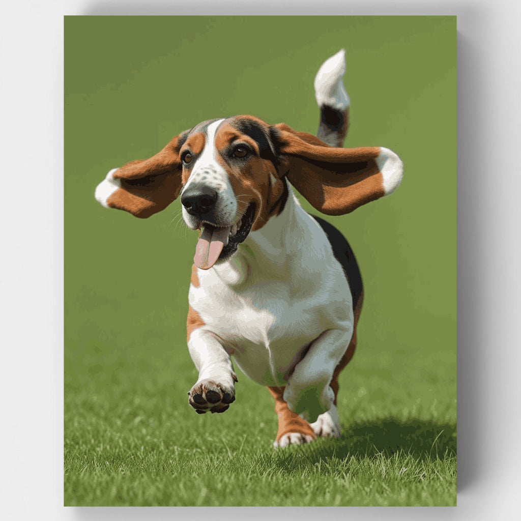 Kit de pintura por números: Basset Hound corriendo con orejas caídas — Estándar