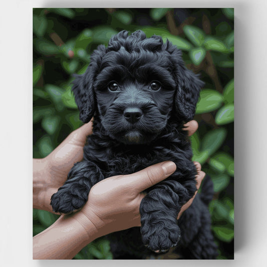 Black Cockapoo Puppy - Paint by Numbers Kit