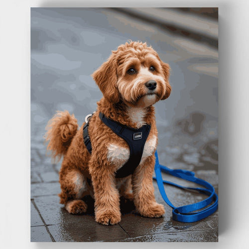 Adorable Labradoodle on Rainy Day Walk - Paint by Numbers Kit