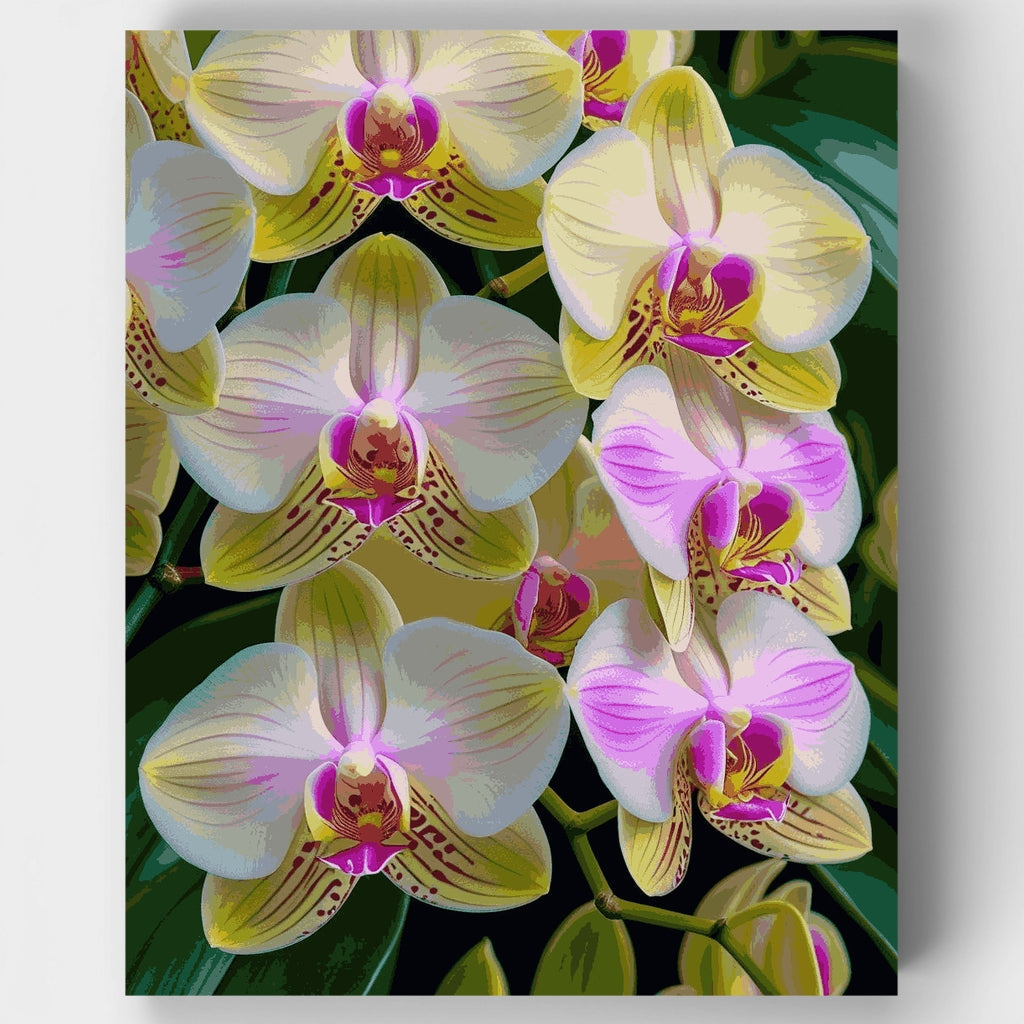 Kit de pintura por números: Orquídeas elegantes — Estándar