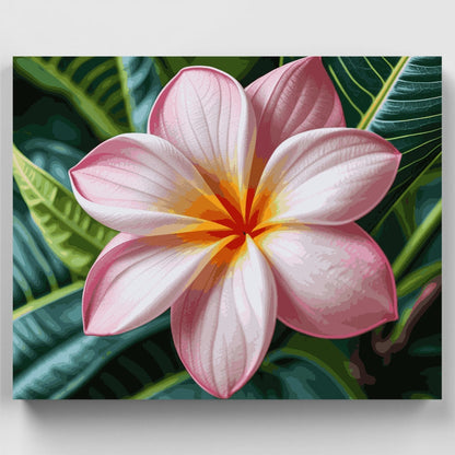 Pink Plumeria Tropical Flower - Paint by Numbers Kit