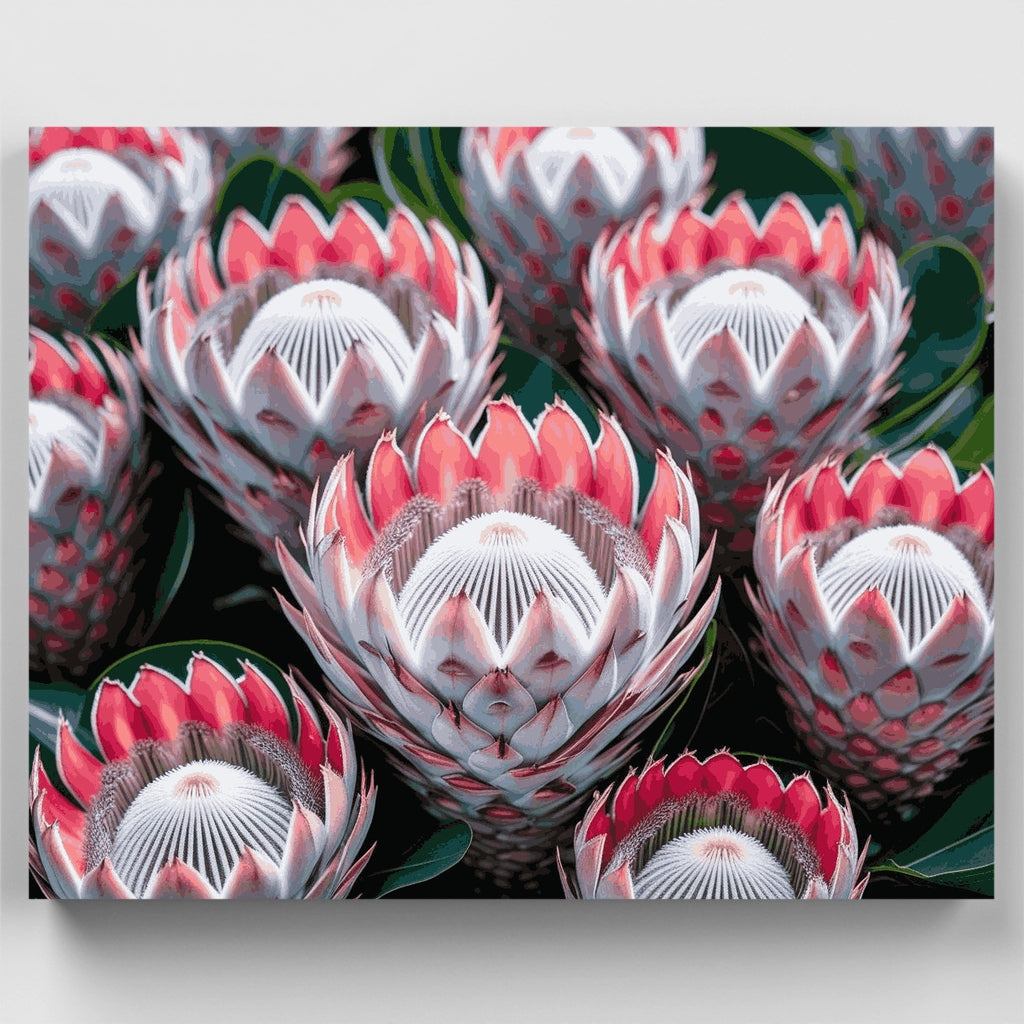 Pink Protea Flowers - Paint by Numbers Kit