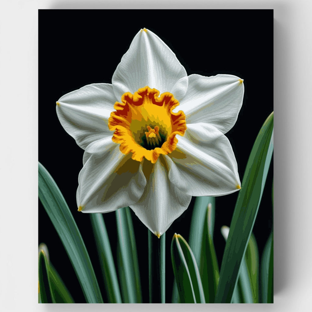 Narciso blanco con corona naranja - Kit de pintura por números — Estándar