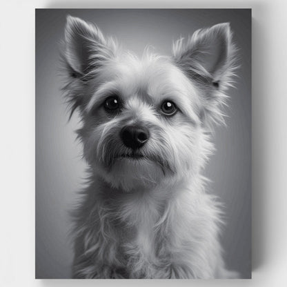 Elegant Yorkshire Terrier Black and White Portrait - Paint by Numbers Kit