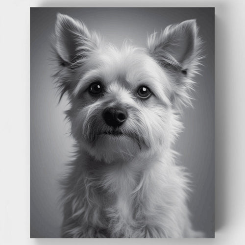 Elegant Yorkshire Terrier Black and White Portrait - Paint by Numbers Kit