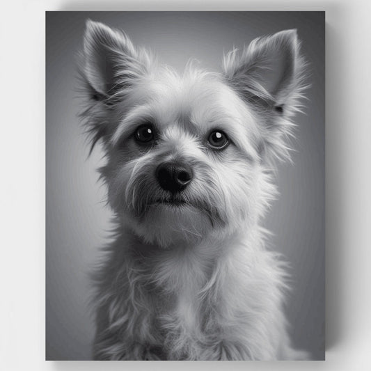 Elegant Yorkshire Terrier Black and White Portrait - Paint by Numbers Kit