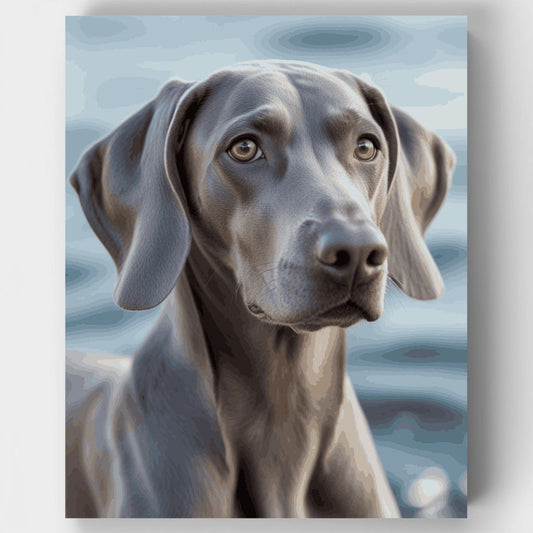 Gray Weimaraner with Soulful Eyes - Paint by Numbers Kit
