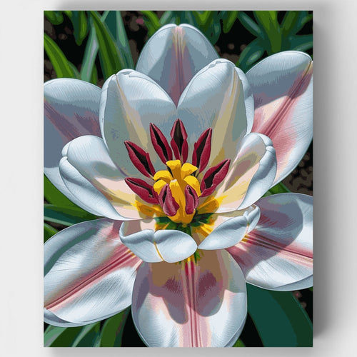 White Tulip Bloom - Paint by Numbers Kit