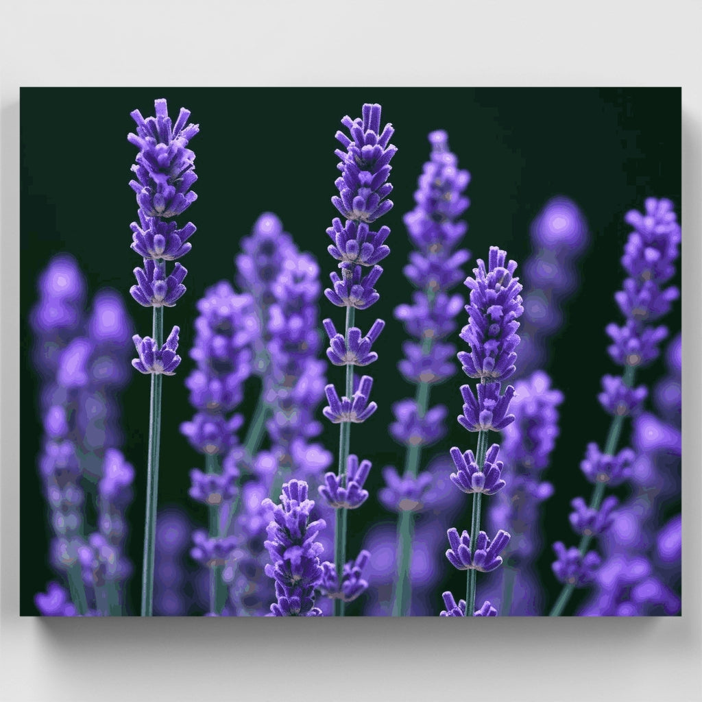 Kit de pintura por números - Flores de lavanda moradas — Estándar